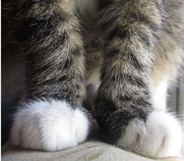 15 Kaķu kājas ir vismīlīgākā... Autors: TkPasta Lietas, kuras sapratīs tikai tie, kuriem ir kaut viens kaķis!