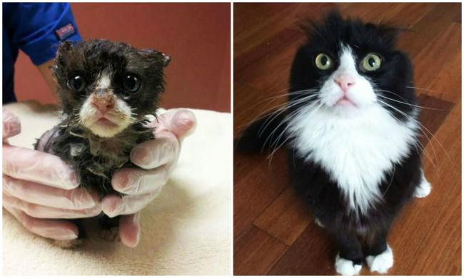  Autors: TkPasta Kaķi pirms un pēc cilvēki tos paņēma no ielas.