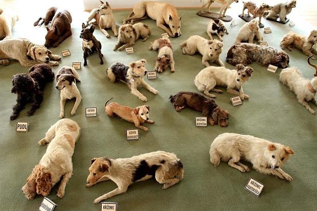 Pati lielākā suņu izbāzeņu... Autors: Heiterītis Pārsteidzoši pasaules Ginesa rekordi