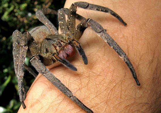 5 Brazilian Wandering... Autors: Zirnrēklis Neparastākie zirnekļi #5