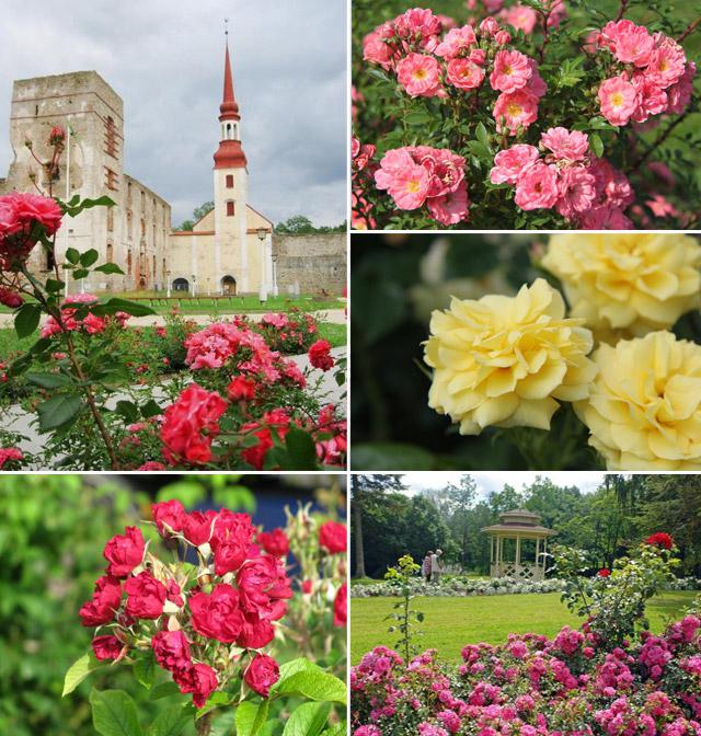 Lielākais rožu dārzs Baltijā... Autors: korvete "Rozes, rozes tikai īsu brīdi zied..." tā dziesmā.