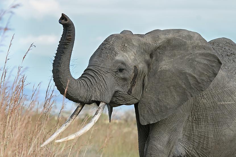 Ziloņa grūtniecība ilgst... Autors: Black Lagoon 10 Fakti Par Dzīvniekiem