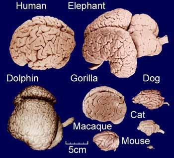 7 Agrīnā grūtniecības laikā ... Autors: Čarizards 10 fakti par cilvēka smadzenēm.