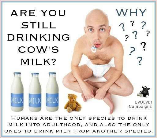 Govs piena un tā produktu... Autors: littlecloud Piens - neveselīgs?