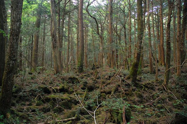 Aokigaharas spokiMajestātiskā... Autors: Testu vecis Baisi nostāsti par pasaulē labi zināmiem kalniem