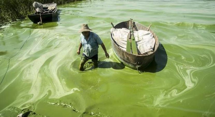 Toksisko aļģu upe Autors: KALENS 21 bilde ar 21. gadsimtu...