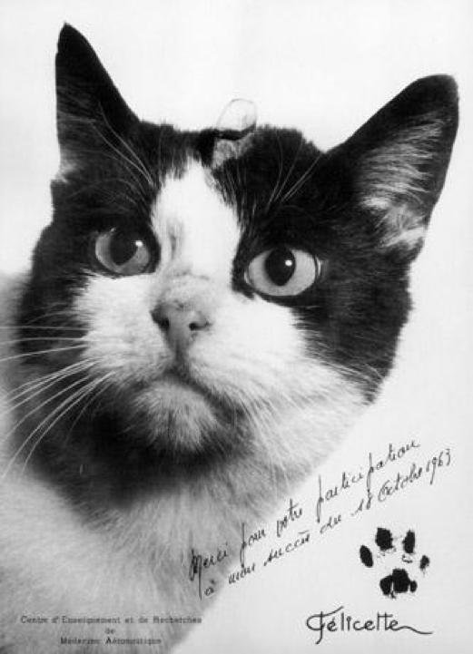 Pirmais kaķis kosmosā bija no... Autors: KALENS Interesanti fakti par kaķiem!