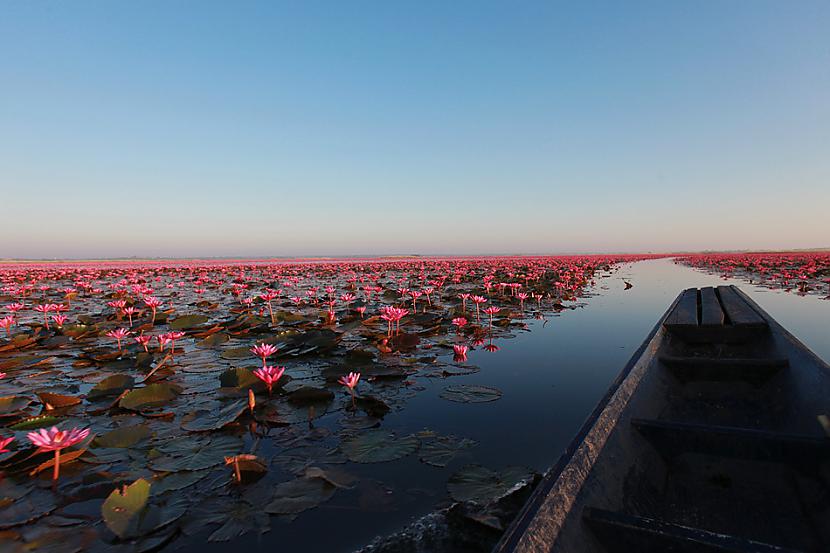 Laiva leeni sliid pa ezera... Autors: ezkins Unikāls ezers, nosēts ar spilgti rozā lotosiem