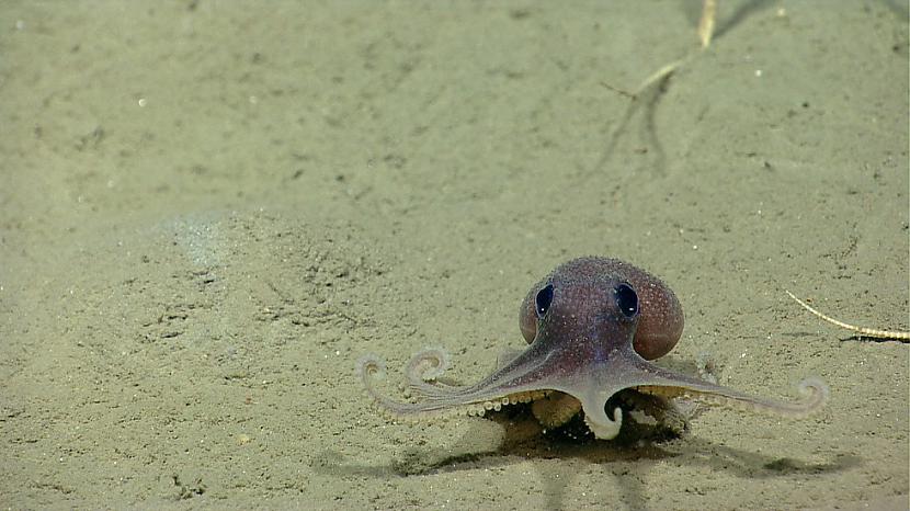 5 Astoņkājis Autors: BlackBetty88 20 dzīvnieku mazuļi, kurus bieži neredzēsi!
