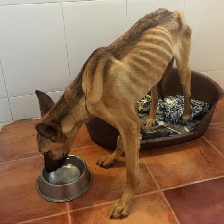 Pēc dažām nedēļām bija... Autors: rukšukskrienam 10 mēnešus šo suni turēja badā.