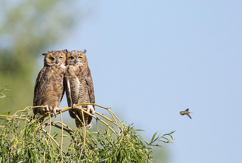 Great horned owl Photo Ed... Autors: ezkins Putnu fotokonkurss Audubon Photography Awards 2016