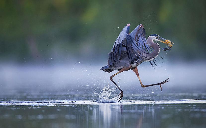 Great Blue Heron Photo... Autors: ezkins Putnu fotokonkurss Audubon Photography Awards 2016