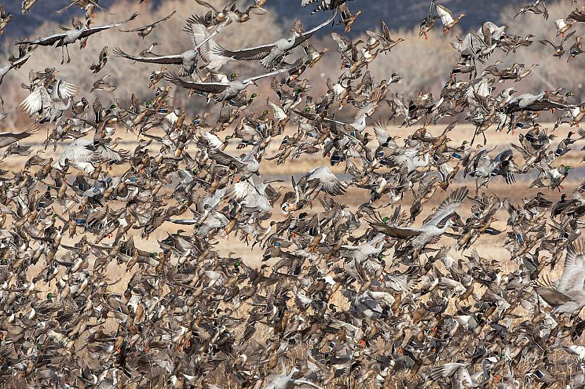 Sandhill crane and wild ducks... Autors: ezkins Putnu fotokonkurss Audubon Photography Awards 2016