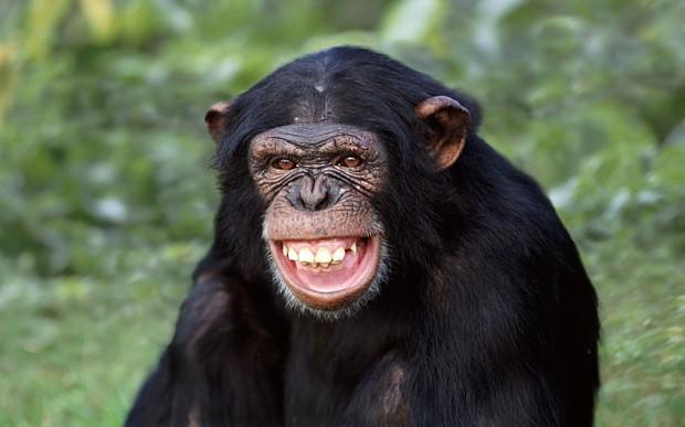 Scaronimpanzes atpazīst viena... Autors: Fatass Johnny Random fakti 3. daļa