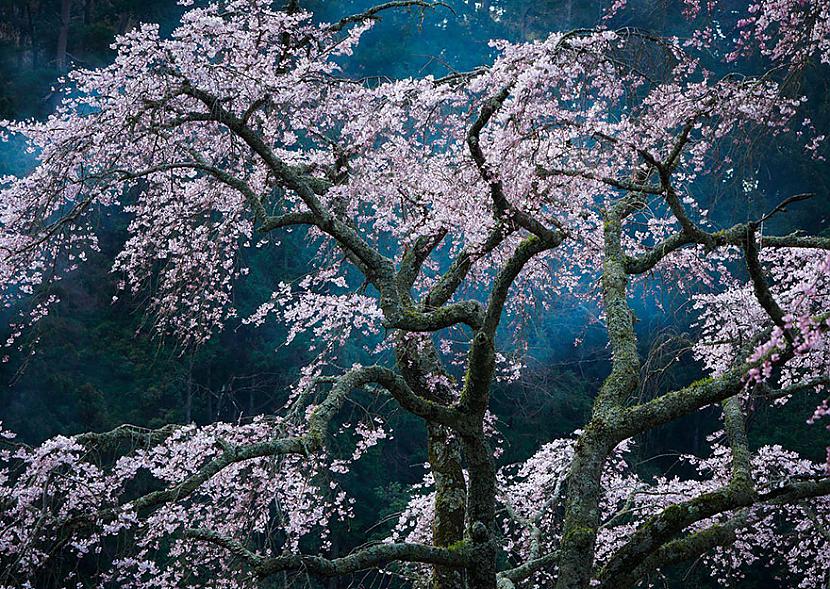 Japāna Autors: matilde 2016.gada National Geographic Traveler foto konkursa labākie kadri (20+ attēli)
