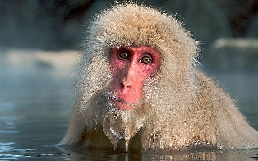 Japānā makaku pērtiķi lieto... Autors: Latvian Revenger 29 smieklīgi fakti par dzīvniekiem