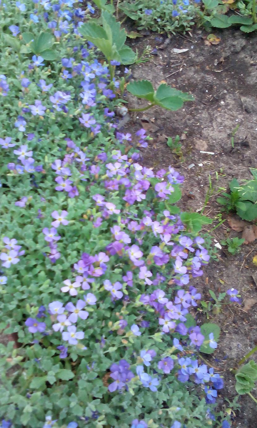 Mazi zili ziediņi Autors: Mlgabrena Mans dārzs