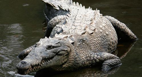 Krokodils nevar izbāzt ārā... Autors: madddd 50 interesanti fakti, kuri Tevi noteikti pārsteigs.
