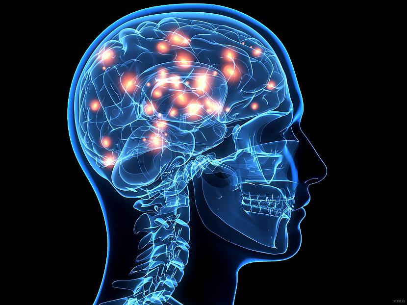 1 Smadzenēs nav nervu galu... Autors: Jautrie Daži dzirdēti un, iespējams, nedzirdēti fakti #1