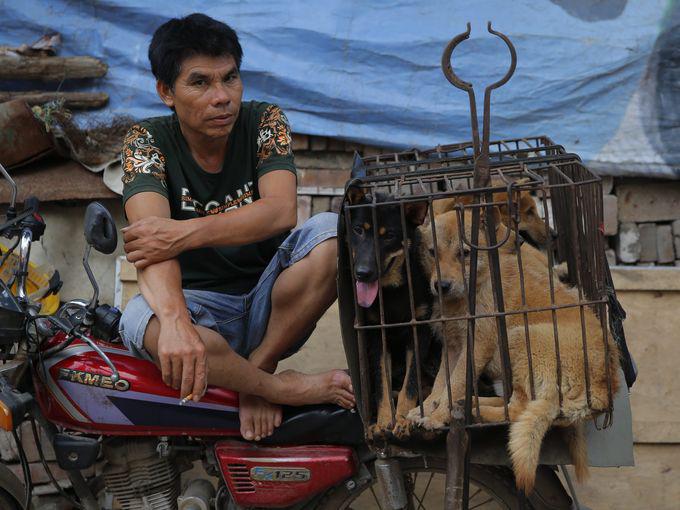 Aplēsts ka katru gadu Ķīnā... Autors: VaperinO Ķīnā sākas suņu ēšanas festivāls