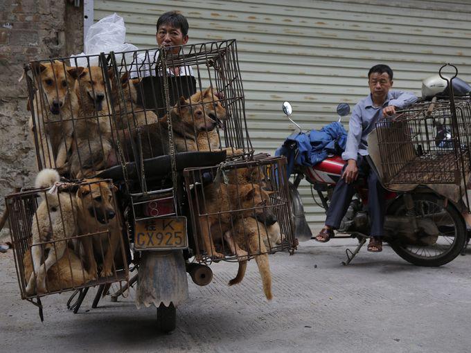 nbspĶīna nebeidz pārsteigt... Autors: VaperinO Ķīnā sākas suņu ēšanas festivāls