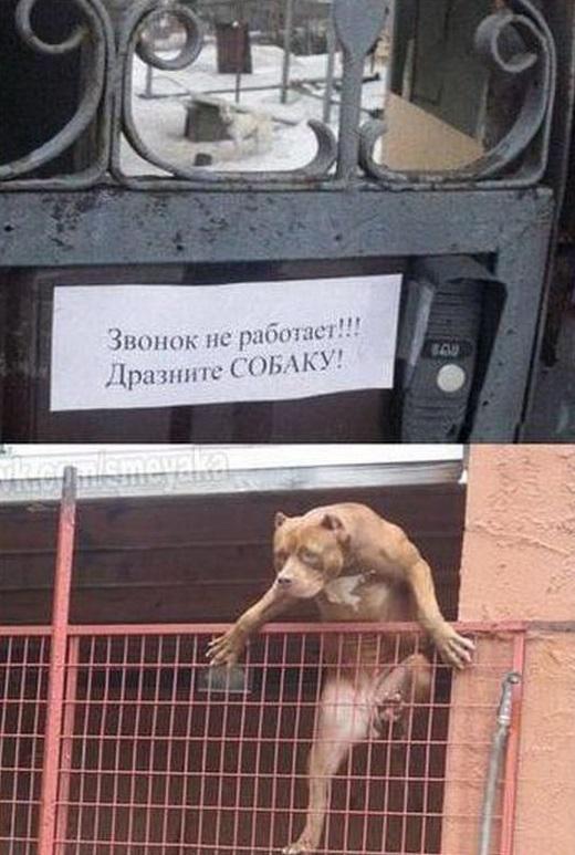Zvans nestrādāKaitiniet suni Autors: Aurum10 Krievi joko par Krieviju (otrais turpinājums)