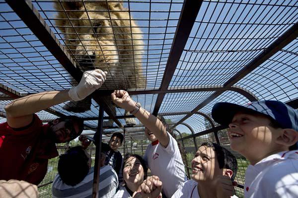 Barot lauvas caur restēm ir... Autors: sfinksa Zooparks ar cilvēkiem krātiņos