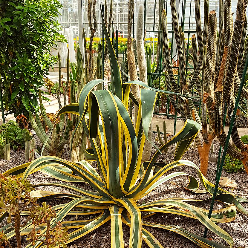 Amerikas Agave starp citiem... Autors: ghost07 Apmeklēju Salaspils botanisko dārzu