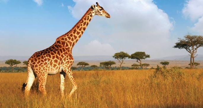 Žirafes ir arī zināmas kā... Autors: Fosilija Random fakti par žirafēm