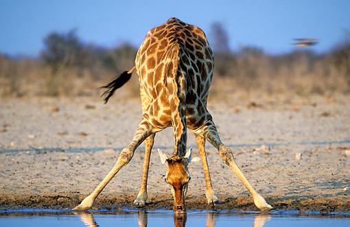 Žirafes spēj izdzer 10 galonus... Autors: Fosilija Random fakti par žirafēm