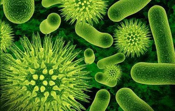 12 Baktērijas kaitīgas... Autors: Bezvārdis Izplatīti mīti par visu.