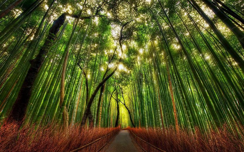 Sagano bambusu mežs kas... Autors: sfinksa Aizraujoši tūrisma objekti pasaulē