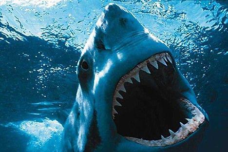 Ebreji kontrolē haizivis lai... Autors: misticismo 10 dīvainākās sazvērestības teorijas