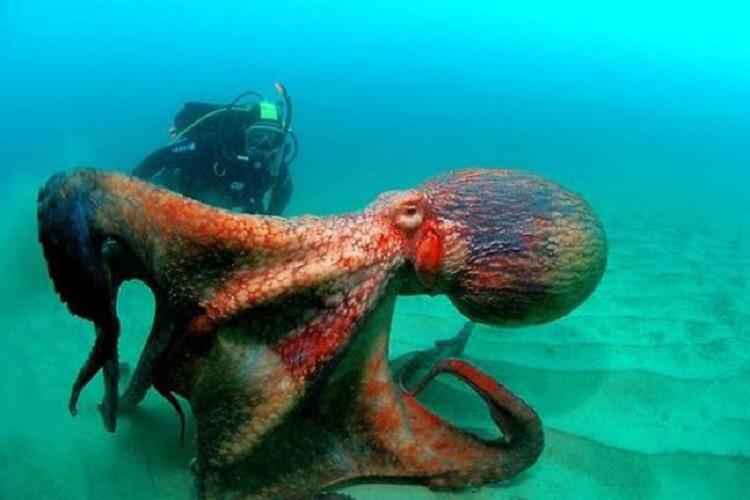 Mīļscaron astoņkājītis Autors: connected Bildes, pēc kuru apskatīšanas, vairs negribas līst ūdenī.