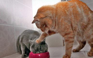 kaķi nepanes saldumus viņiem... Autors: trollis5000 Pāris fakti par kaķiem