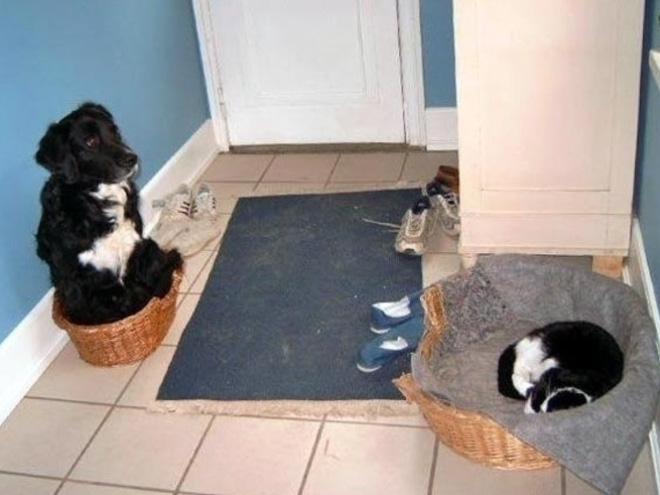  Autors: SuperPiens Kad kaķi pārņem suņu gultas
