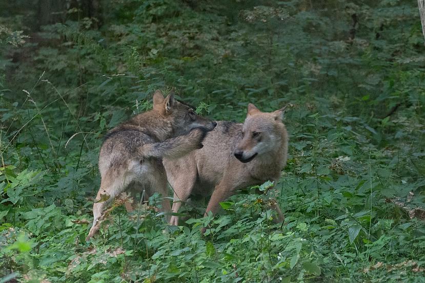  Autors: Liver Beloveža, Polija - nacionālais parks un rezervāts