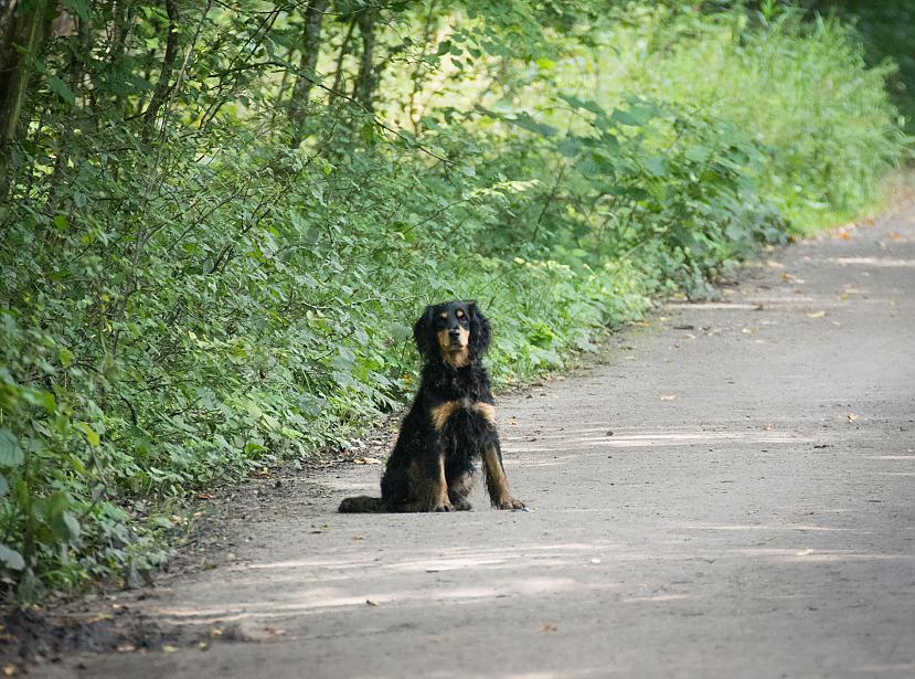  Autors: Liver Beloveža, Polija - nacionālais parks un rezervāts