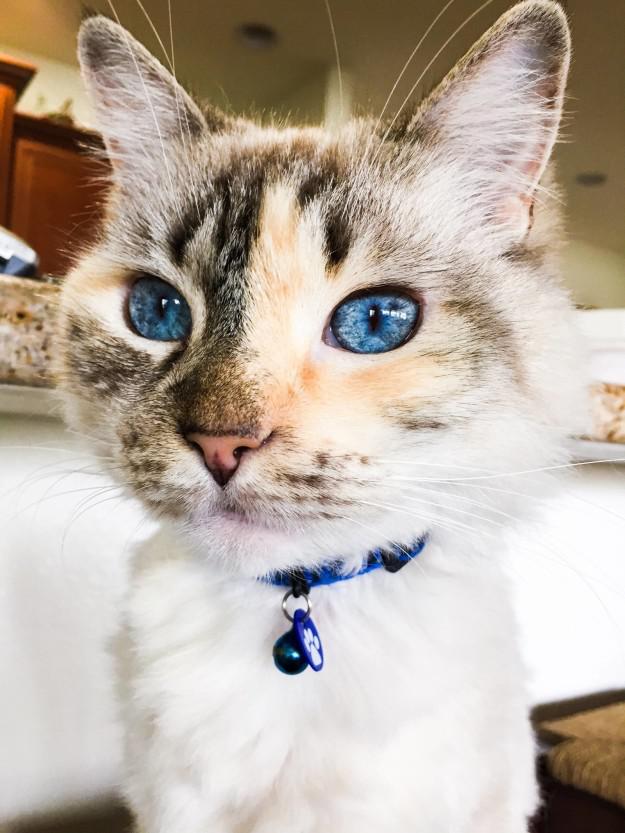  Autors: matilde 21 kaķi, kuri pierādīs, ka viņu acis ir skaistākas par cilvēku acīm