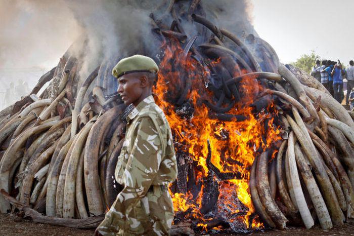 Kenijas valdība pavēlējusi... Autors: kaķūns 60+ interesanti foto ar aprakstiņiem