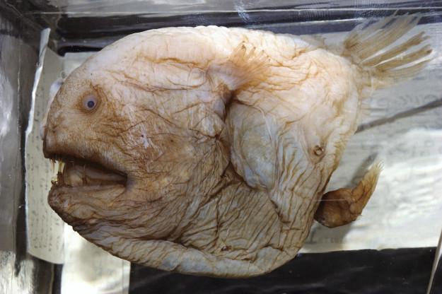 Kāpēc scaronī zivs izskatās tā... Autors: matilde Okeāns ir šausmīgs un man ir nepieciešamas atbildes