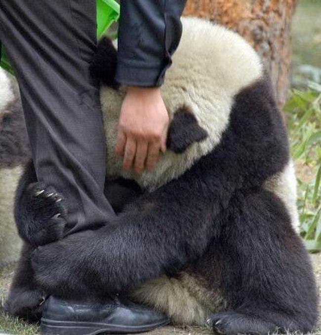 Nobijusies panda turas pie... Autors: kaķūns 70+ interesanti foto ar aprakstiņiem #2