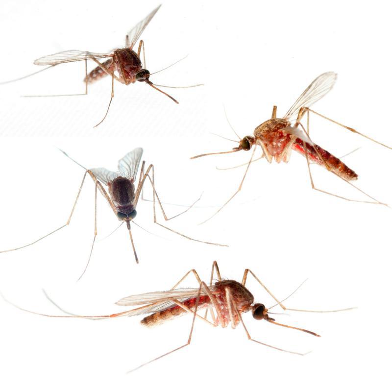 Vai tu domāji ka ods sūc... Autors: Lords Lanselots Tu tam nespēsi noticēt - kā patiesībā kukaiņi sūc asinis?