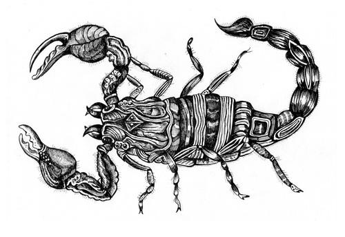 SkorpioniSkorpioniem ir mērķis... Autors: Fosilija Dzīves jēgas horoskops