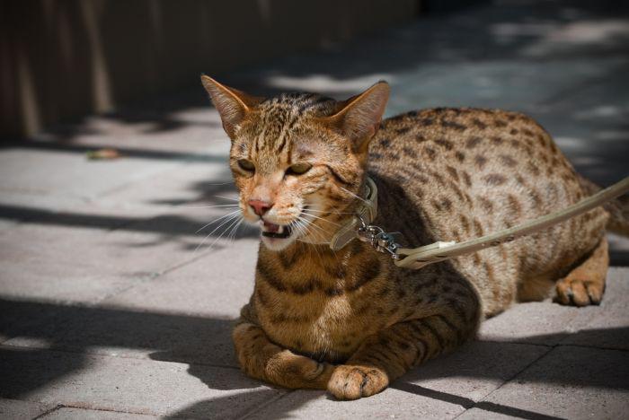 Ascaroners  scaronķirnes kaķis... Autors: kaķūns 60+ interesanti foto ar aprakstiņiem #5
