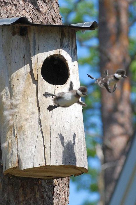 Pīļu mazuļu pirmais lidojums... Autors: Zirgalops Fotošops? NĒ!