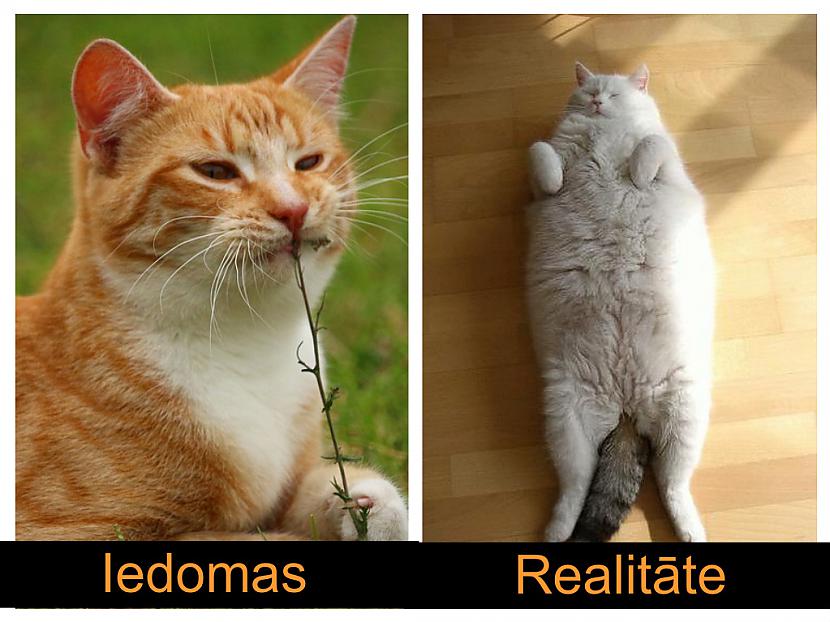Kā izskatīsies kaķis kad... Autors: Fosilija Iedomas VS realitāte #3