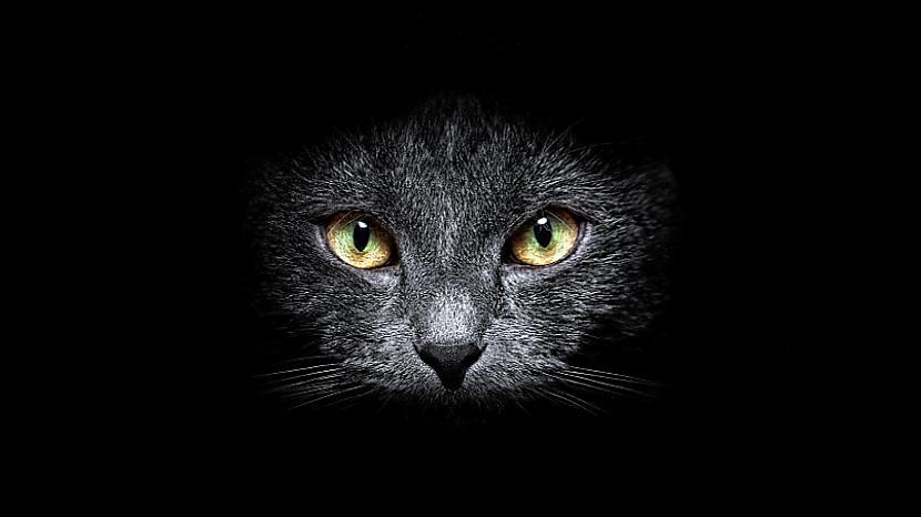 Melns kaķis tumscaronā istabā Autors: udenskakis88 Vēlreiz par kaķiem