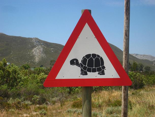 Uzmanieties no bruņurupučiem... Autors: Ciema Sensejs Par kādiem dzīvniekiem brīdina pasaules ceļa zīmes?