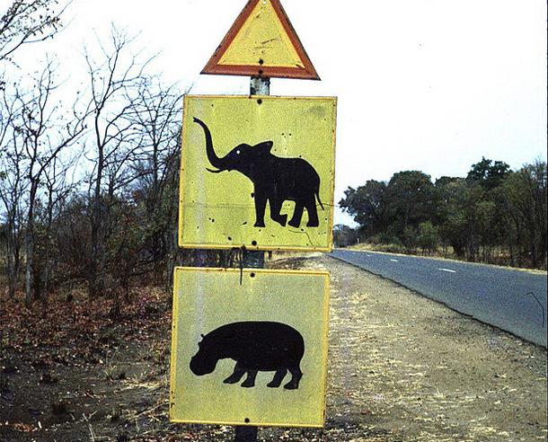 Uzmanieties no ziloņiem un... Autors: Ciema Sensejs Par kādiem dzīvniekiem brīdina pasaules ceļa zīmes?